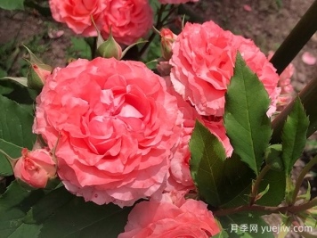 珊瑚果冻月季优点多，南方北方都能养