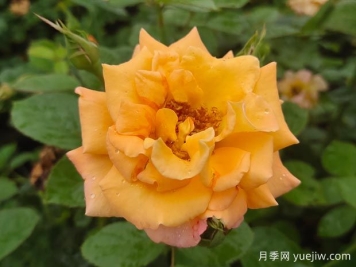 优选6款品种适合庭院养，花大色艳浓香无比