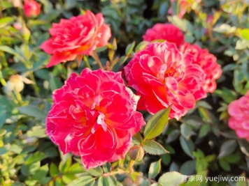 蓟马对月季的危害有哪些，如何防治？