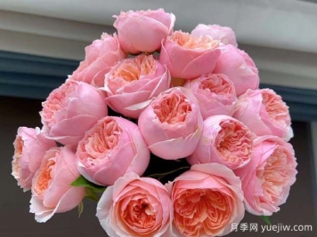 罗密欧月季/粉色朱丽叶