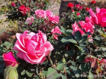 攀枝花月季应用和月季景观