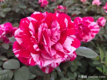 给老婆买什么玫瑰比较好？