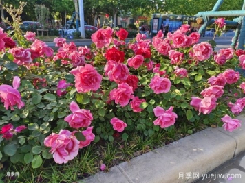 月季花为什么越开越小甚至不开花？