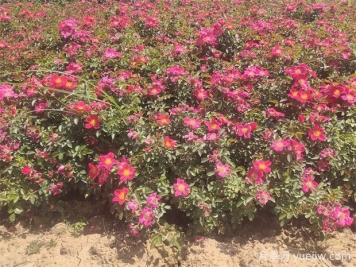 月季盆栽土壤保持适宜湿度的4大好处，附带3种检测方法