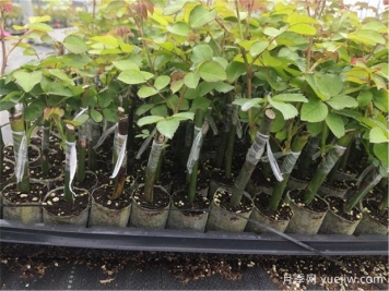 月季苗常用的嫁接和扦插的区别