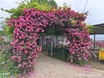 11种美丽的爬藤花卉，抓住春天的美景