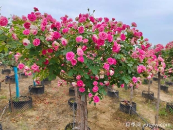 四季开花的胭脂扣月季，这些优点非常出色