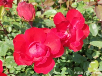 中国自育北京红月季的介绍和优点