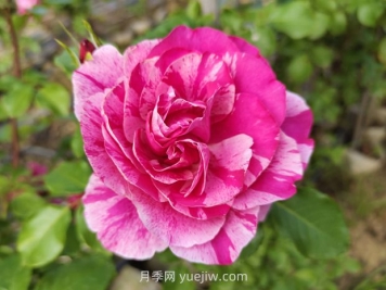 ​无刺爬藤伊蕾莎斯特月季花多色美