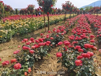 南阳西峡：探源古老月季 衍续种质资源