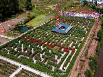 月季园：泸州古蔺大寨花海迷宫