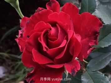 堪称塑料花的纪念芭芭拉月季，花美还耐开