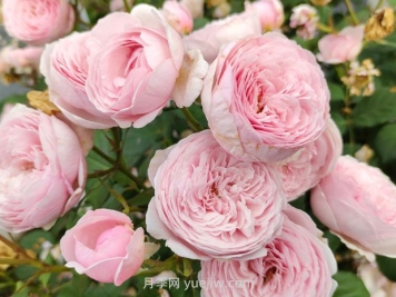 正是看花时！看看花友们都在种什么月季？