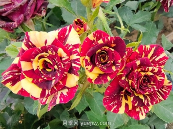 月季基本养护要点：通风、光照、浇水