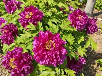 芍药和牡丹如何区分，分享三个方法