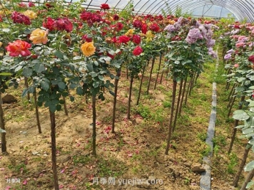 树状月季的品种与分类