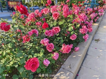 园林绿化中常见月季花类型及品种介绍