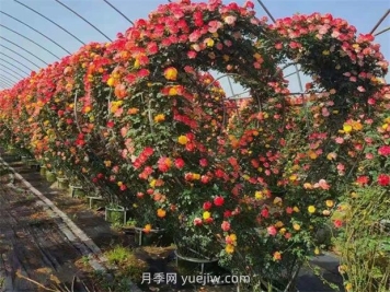 心形造型月季/爱心月季