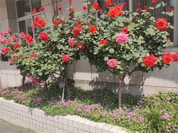 苗木栽植过深过浅的危害与挽救措施