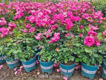 如何在家自制月季营养土？手把手教你配置养花土壤