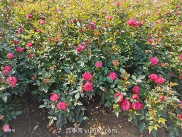 夏季苗木防护，有哪些要牢记的知识点？