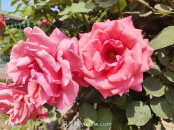 1.5万株大花月季盛开，烟台鲜花大道浪漫上线