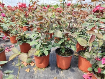 大花丰花微月双色盆月季苗批发供应