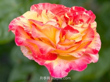 卡米耶毕沙罗月季/卡米耶毕萨罗