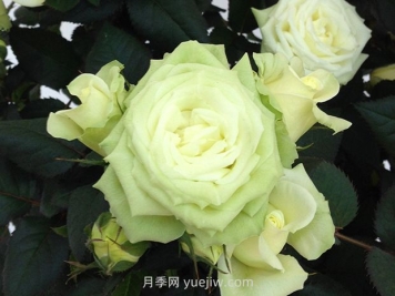 永远的贝加莫月季/贝尔加莫