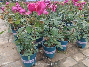 如何选择盆花月季的养分？该怎样施肥？