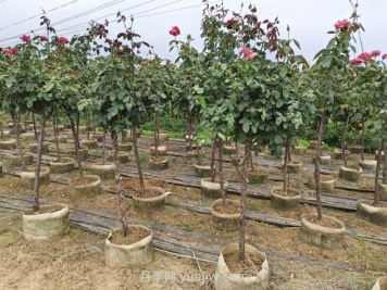 造成树状月季不开花的因素有哪些？