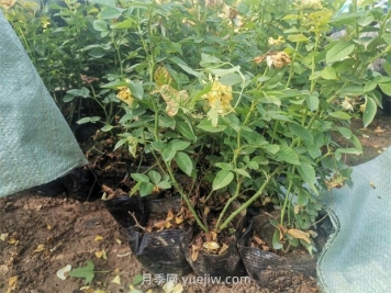 刚移栽的月季施肥怎么做？