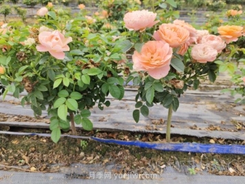 月季花夏天要遮阳吗？