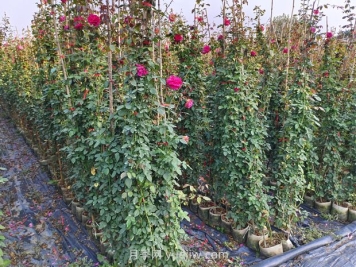 藤本月季什么时候移栽好？