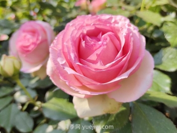 月季有哪些优缺点？