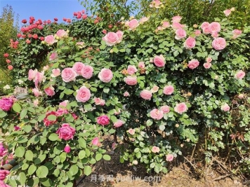 月季枝条有刺吗？