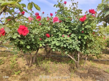 绿化苗木的培育栽植及管理