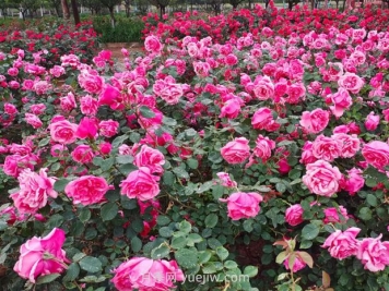 绿化施工中的常见问题