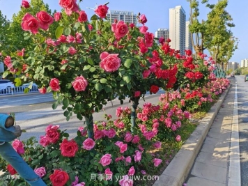 园林植物种植设计的原则是什么？