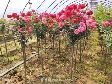 影响绿化月季苗木价格因素