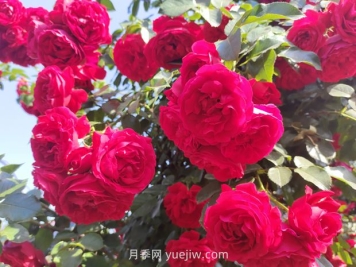 弗洛伦蒂娜月季，爆花健壮抗病耐寒正红色爬藤王者