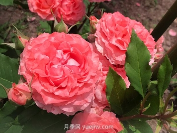 耐热花期长浓香的珊瑚果冻月季的养护管理