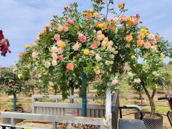 应对高温种月季，夏天苗木种植如何提高成活率？