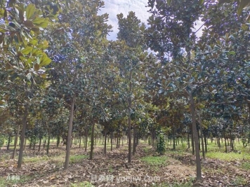 广玉兰什么时候种植存活率高生长好？