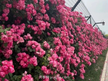 园林种植设计中的立面设计要点