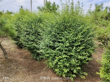 小叶女贞栽植都需要做什么？