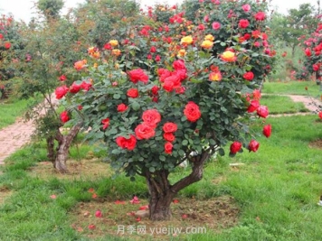 树木全冠移植不仅是技术 更是艺术