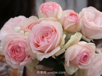 蒙娜丽莎月季的优缺点是什么？