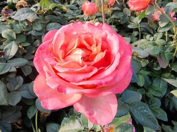 彩云月季花的优缺点是什么？