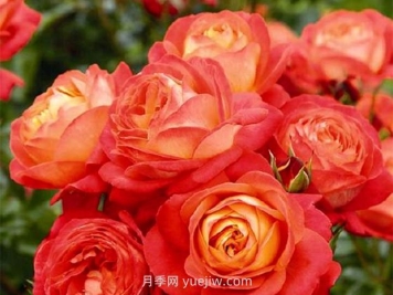橙色浪漫月季的优缺点是什么？